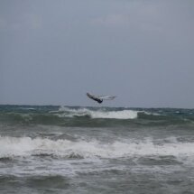 phoca_thumb_l_surfin-13-11-11-199